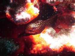 This photo was taken at fantasy reef off the south side o... by Mike Still 